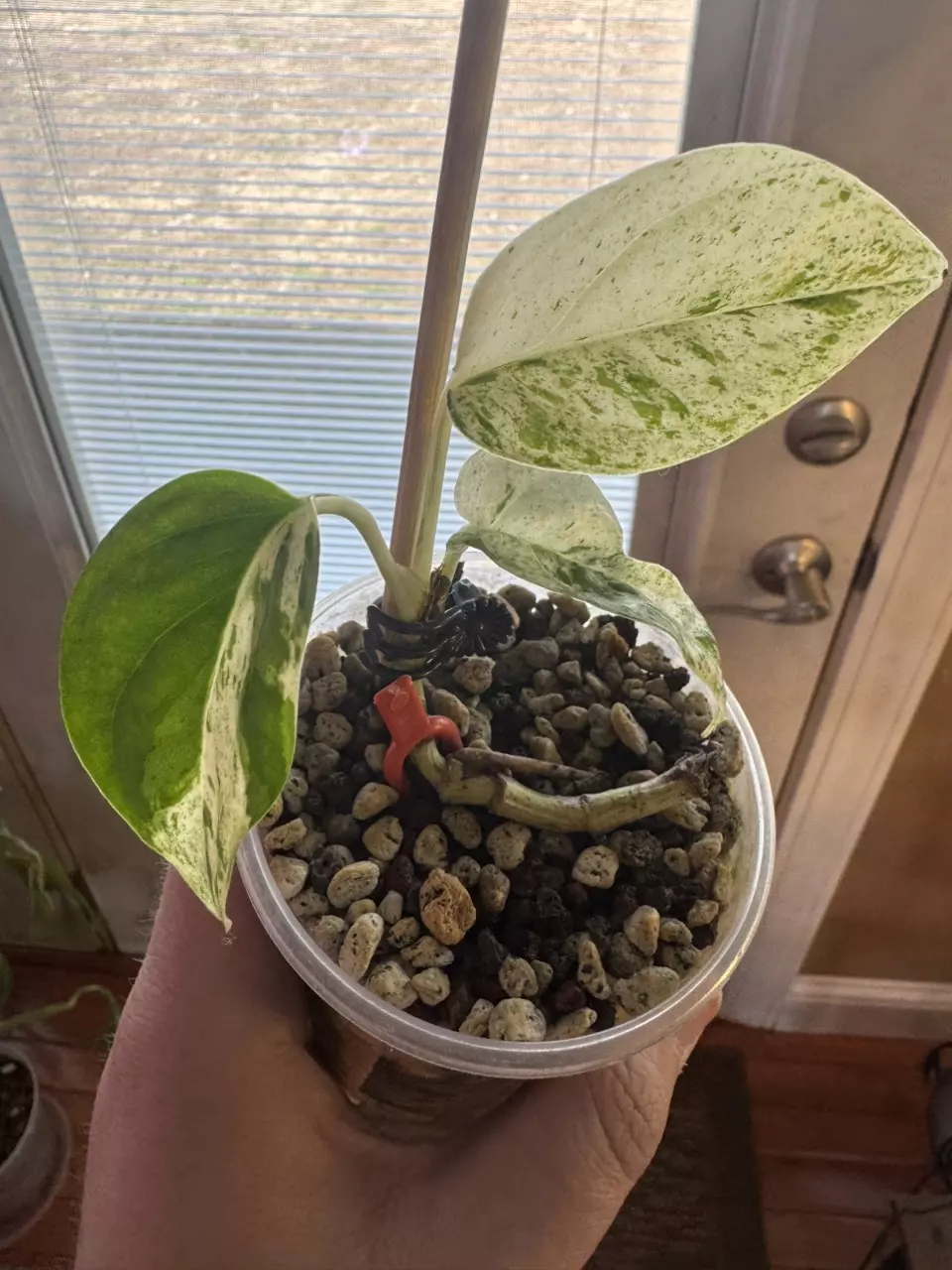 Eppipremnum Marble thumbnail