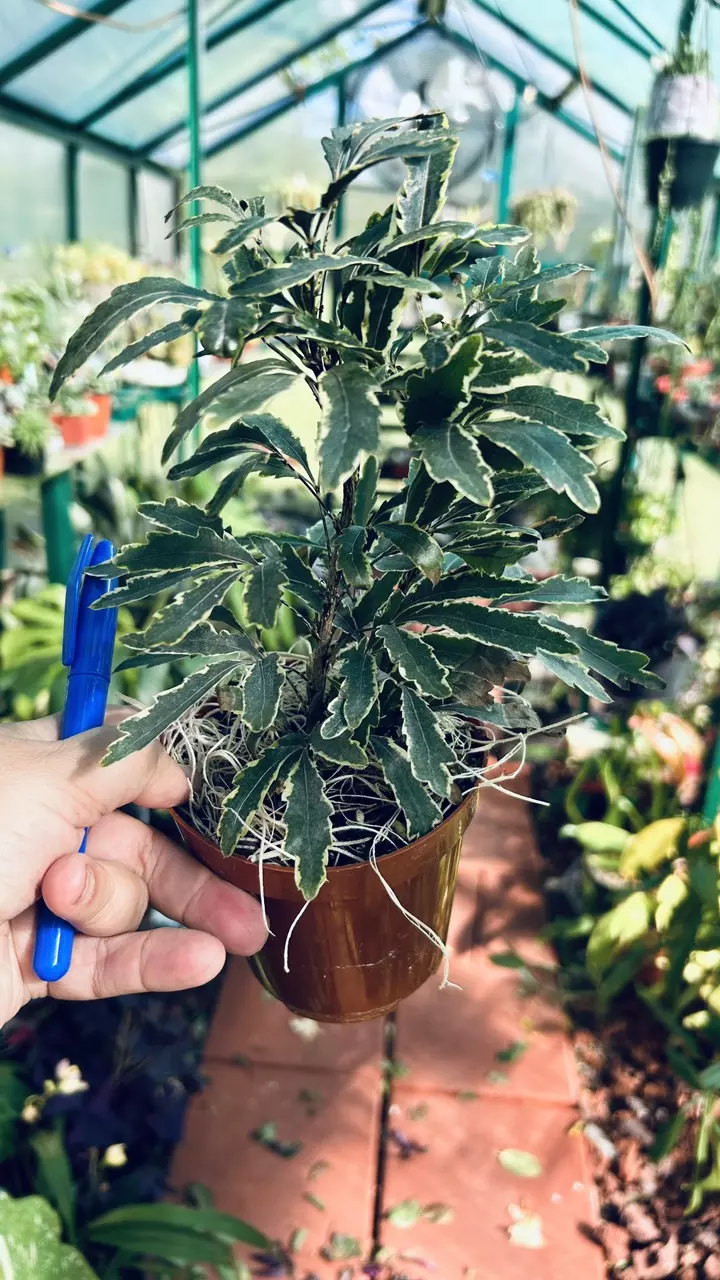 Aralia Bianca Variegated Dizygotheca Elegantissima thumbnail