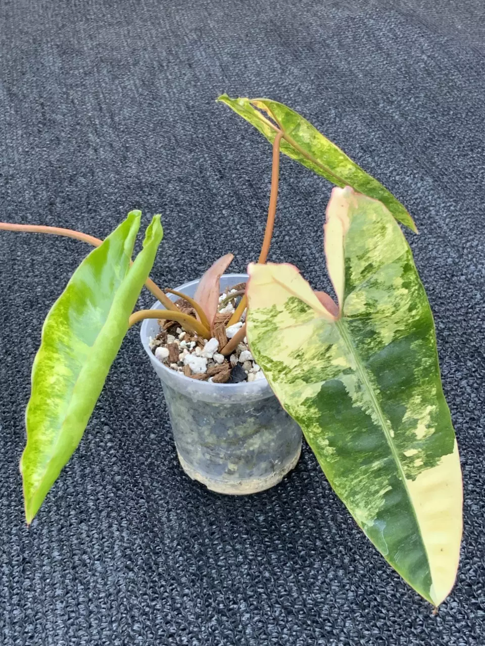 Philodendron Billietiae Variegated thumbnail