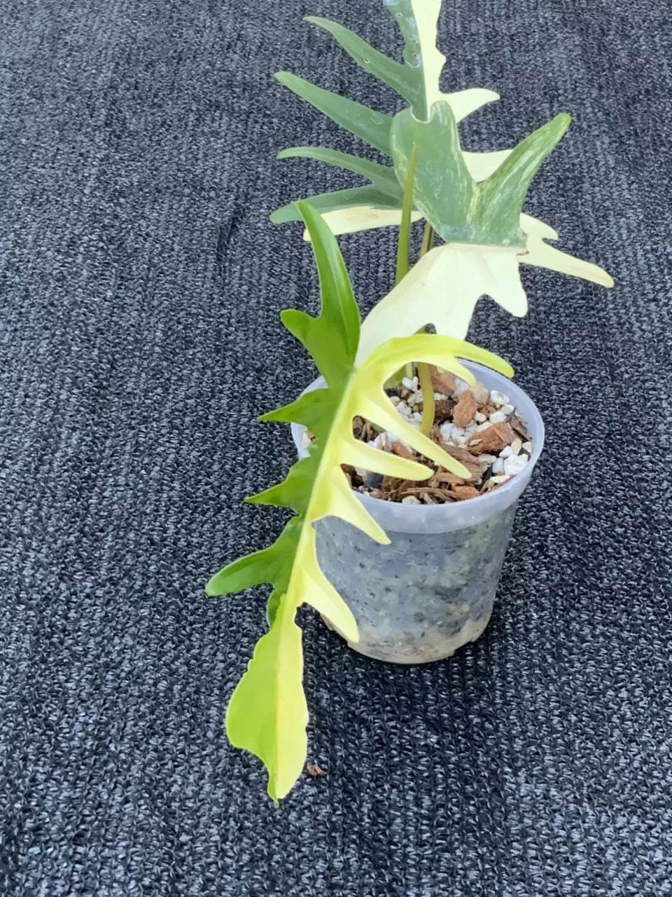 Philodendron Florida Beauty x Tortum Halfmoon variegated thumbnail