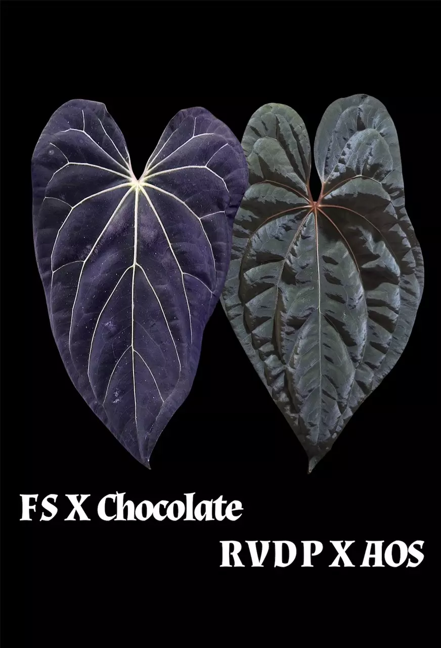 FS X Chocolate
RVDPXAOS thumbnail