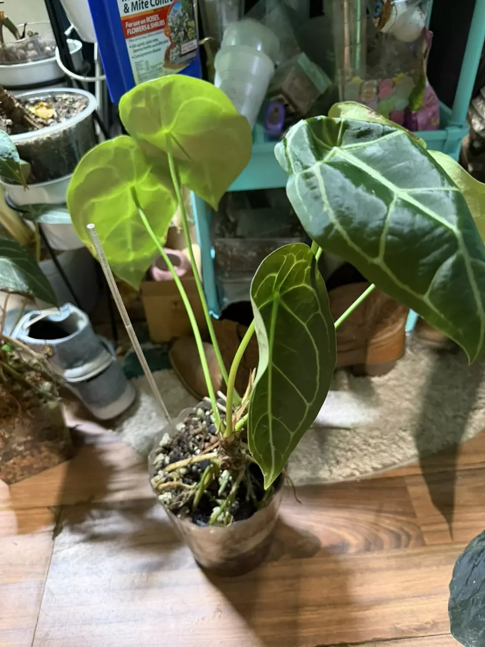 Massive forgetii white stripes thumbnail