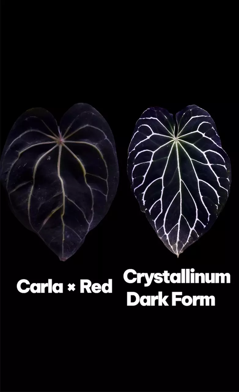 CARLA X RED. X Crystallinum Dark Form thumbnail