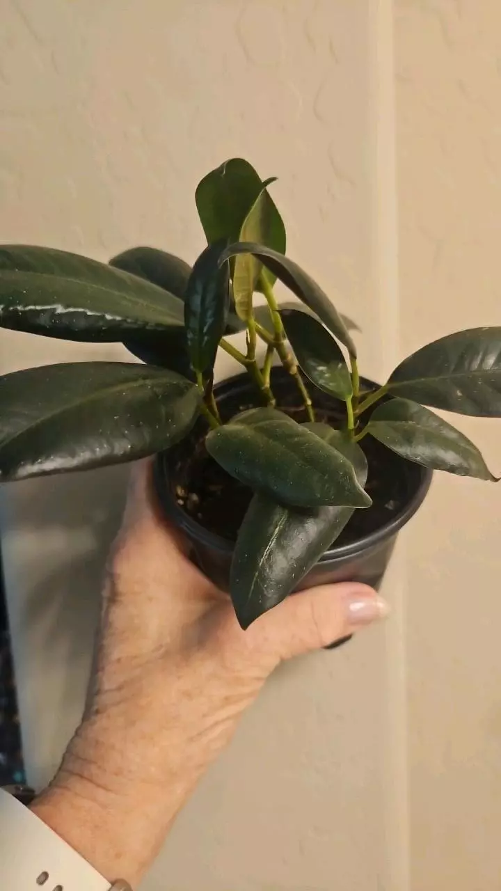 Ficus Ruby Red thumbnail