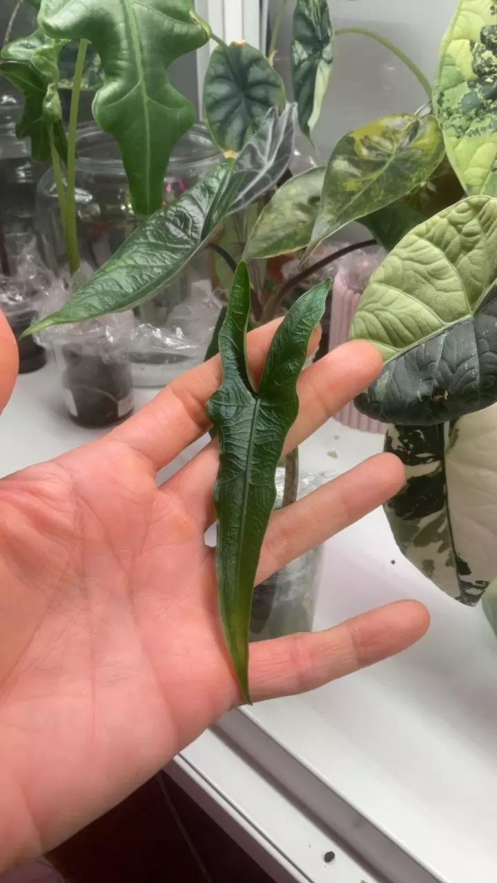 Alocasia Sabrina narrow (from corm) thumbnail