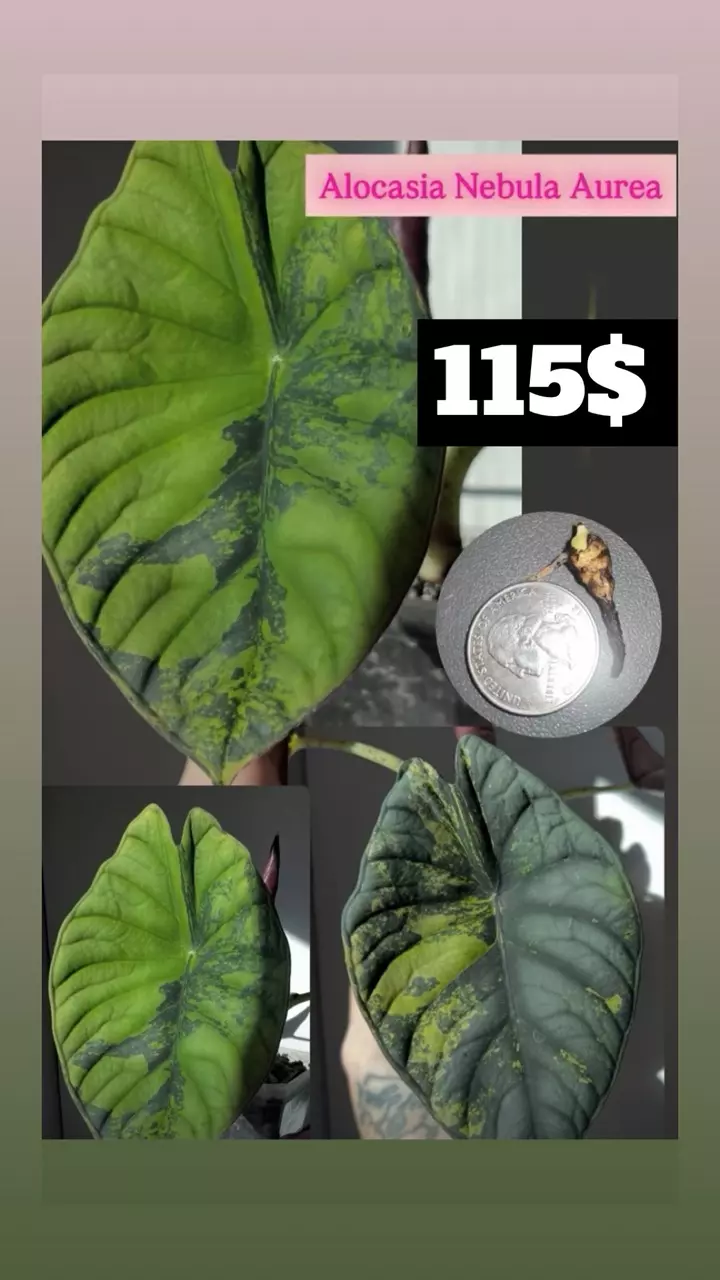 Alocasia Nebula Aurea Corm thumbnail