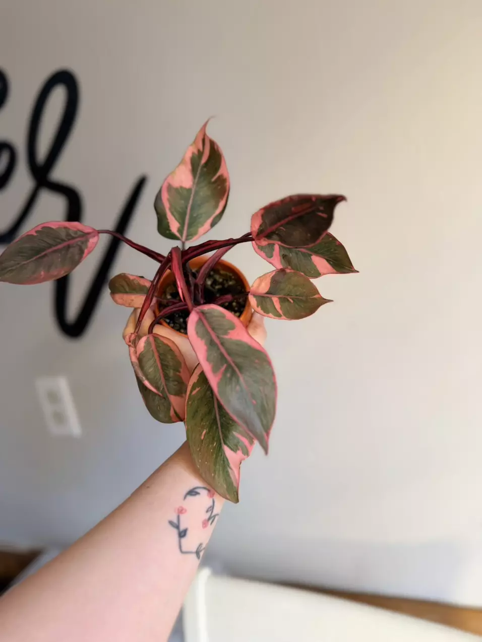 Pink princess mutation thumbnail