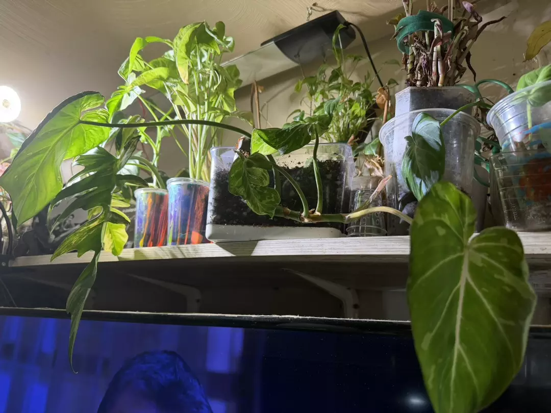 Snow leopard philo thumbnail