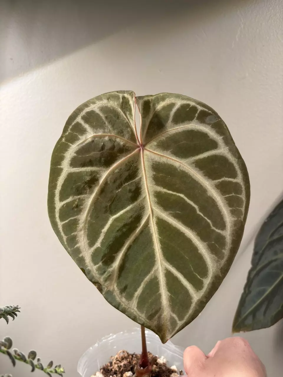 Anthurium silver blush x capibara thumbnail
