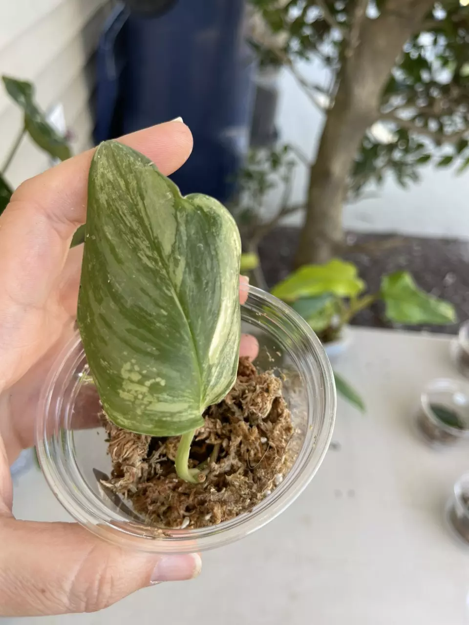 Scindapsus Rubicon 3 (3 Color/atriColor) thumbnail