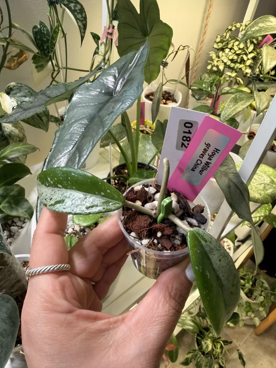 0182 Hoya Wilbur Graves China 🇨🇳 thumbnail