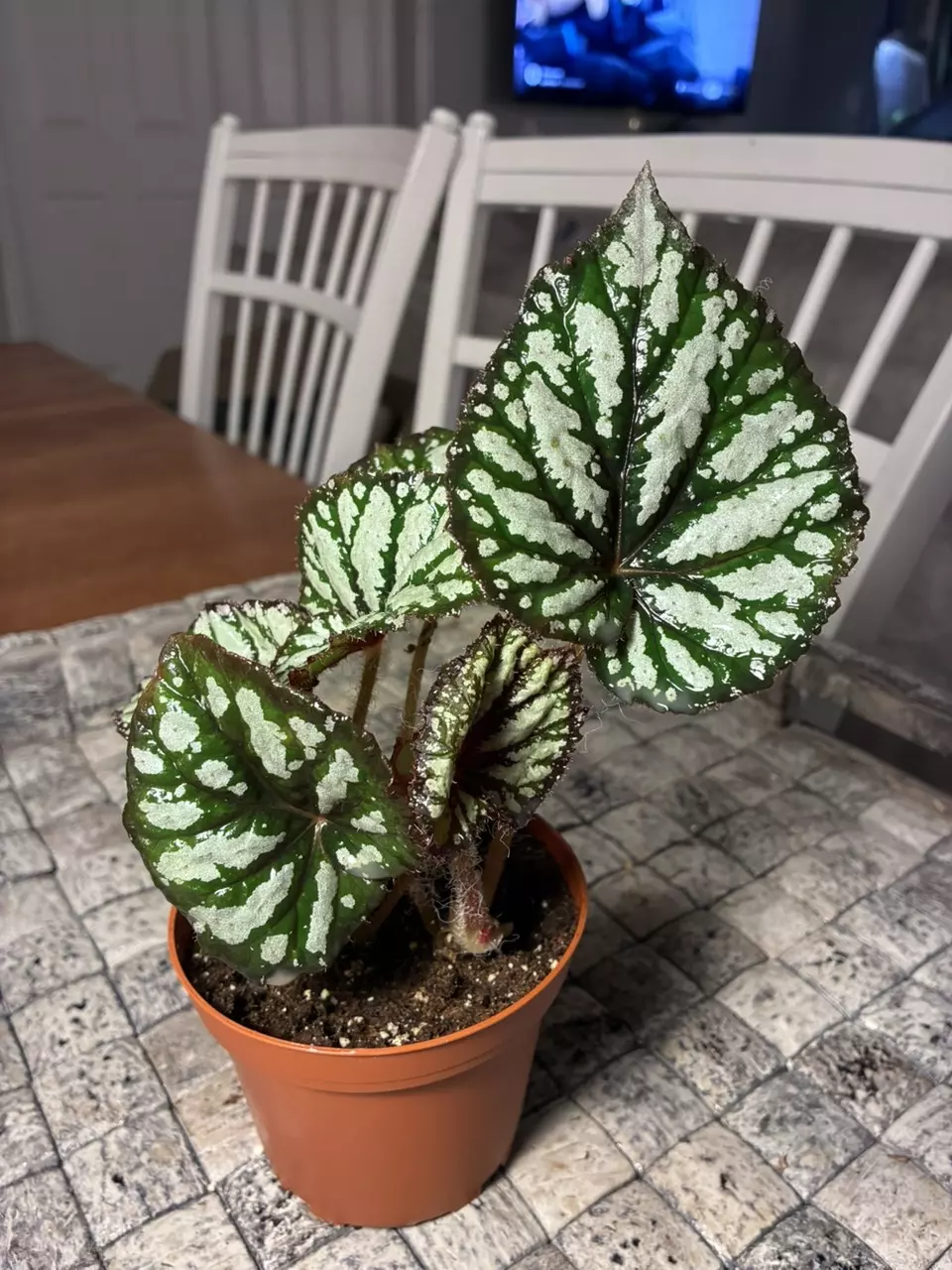 Steve’s Leaves Fang thumbnail