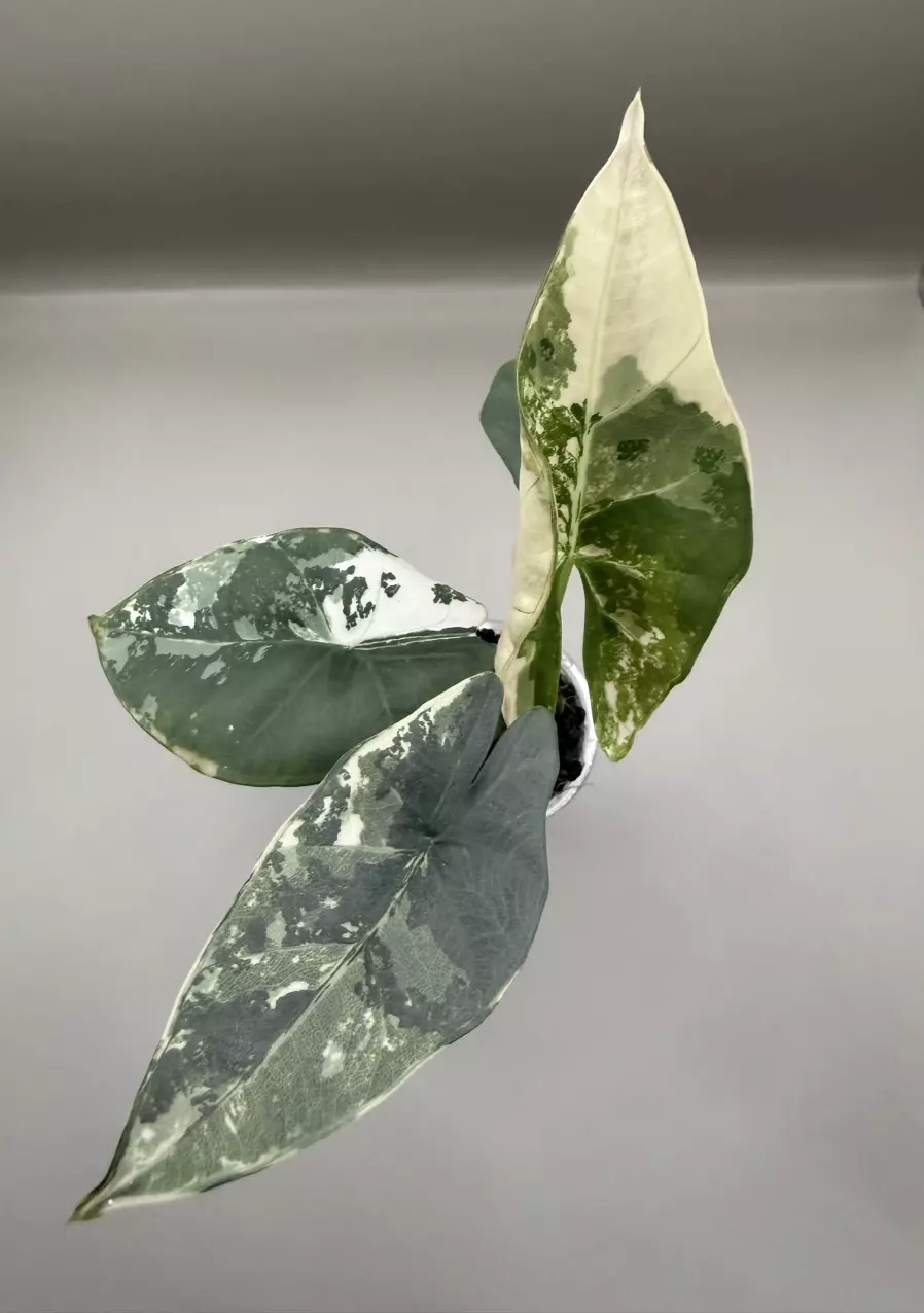 Alocasia Pink Scabriuscula thumbnail