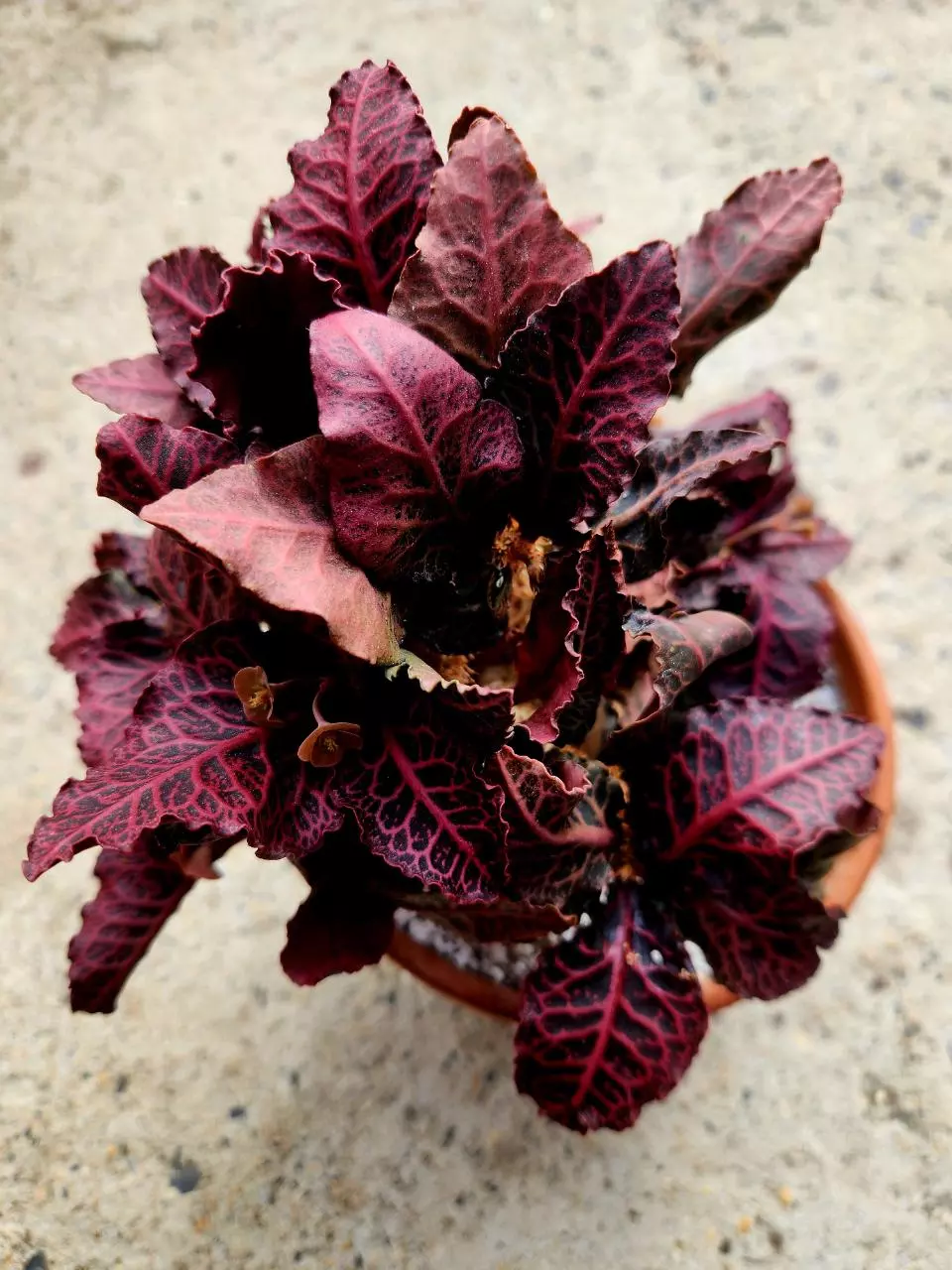 Euphorbia Francoisii thumbnail