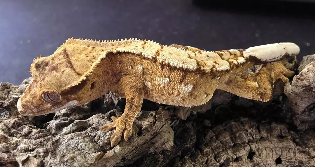 HQ51 - Yellow Partial pin - npv 7g thumbnail