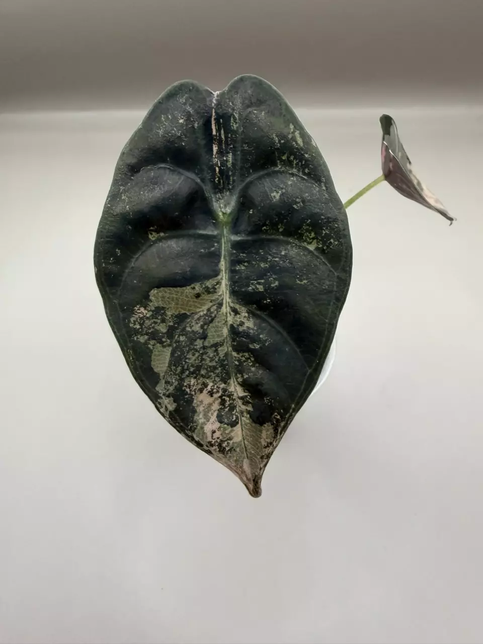 Alocasia Sedenii Pink Pup (from corm) thumbnail