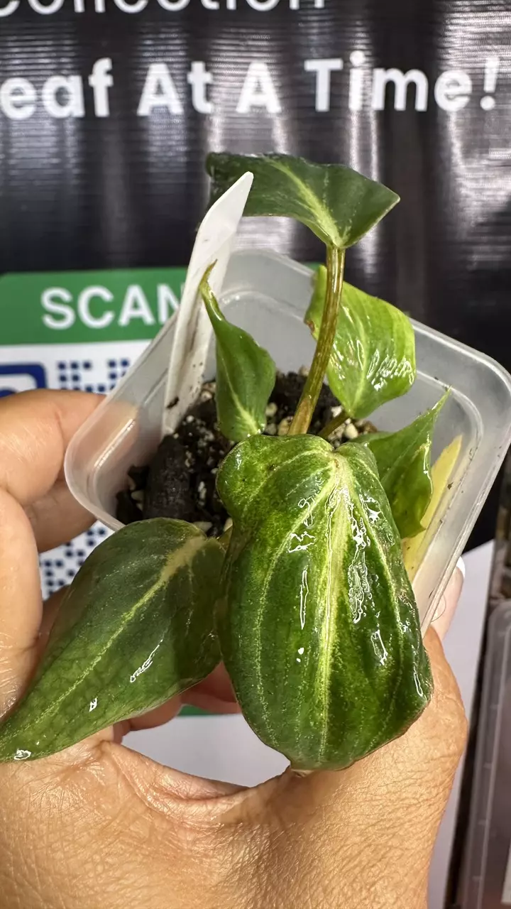 32. Philodendron gloriosum aureum thumbnail