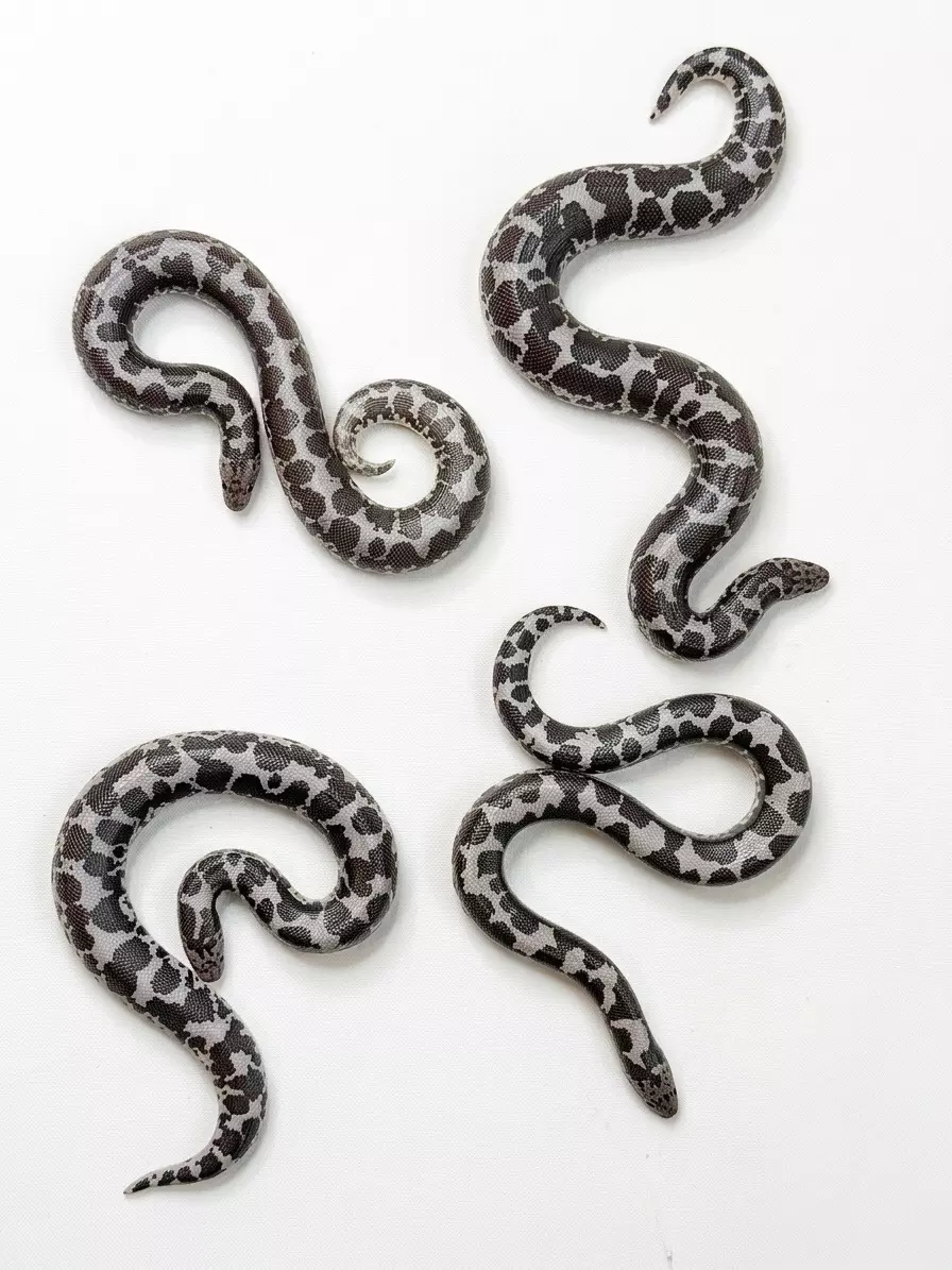 Anery Kenyan Sand Boa thumbnail