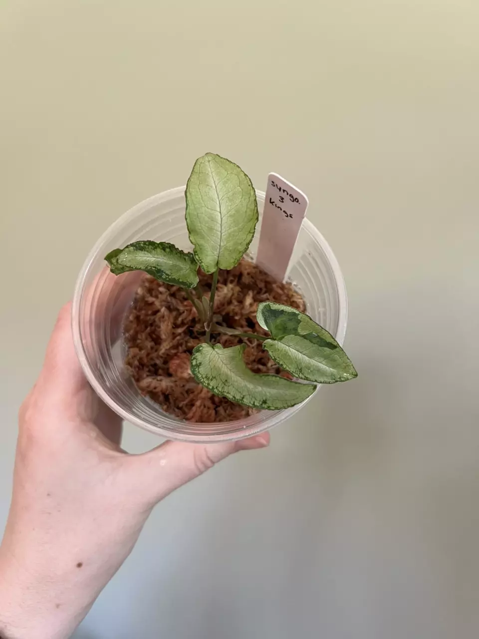 Syngonium 3 kings thumbnail