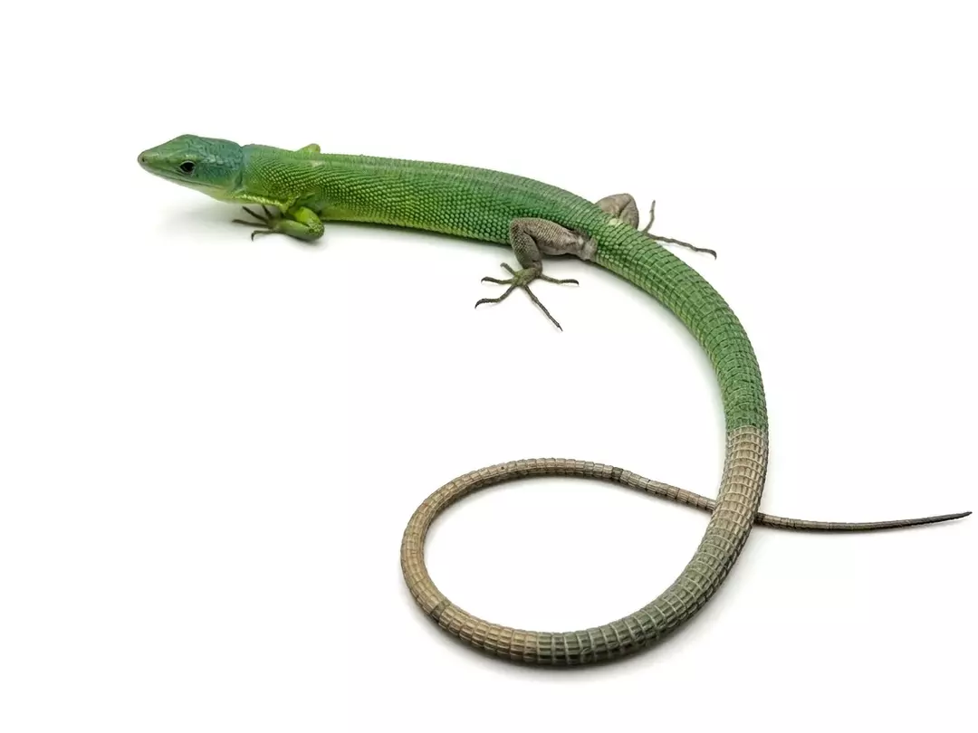 Adult female green keeled lizard thumbnail