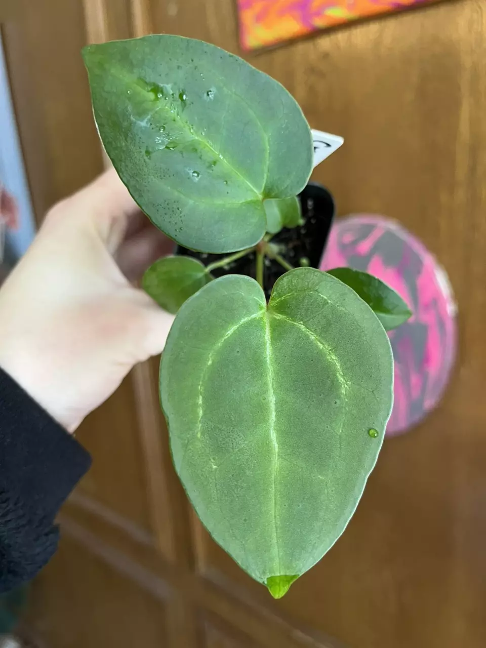 Crystallinum x AOS dark form (Steventhurium) thumbnail