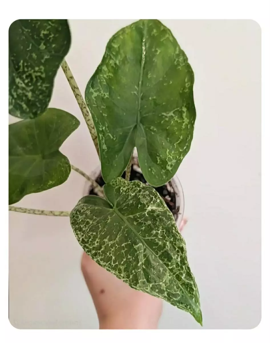 Alocasia Flemingiana T-Rex Corm thumbnail