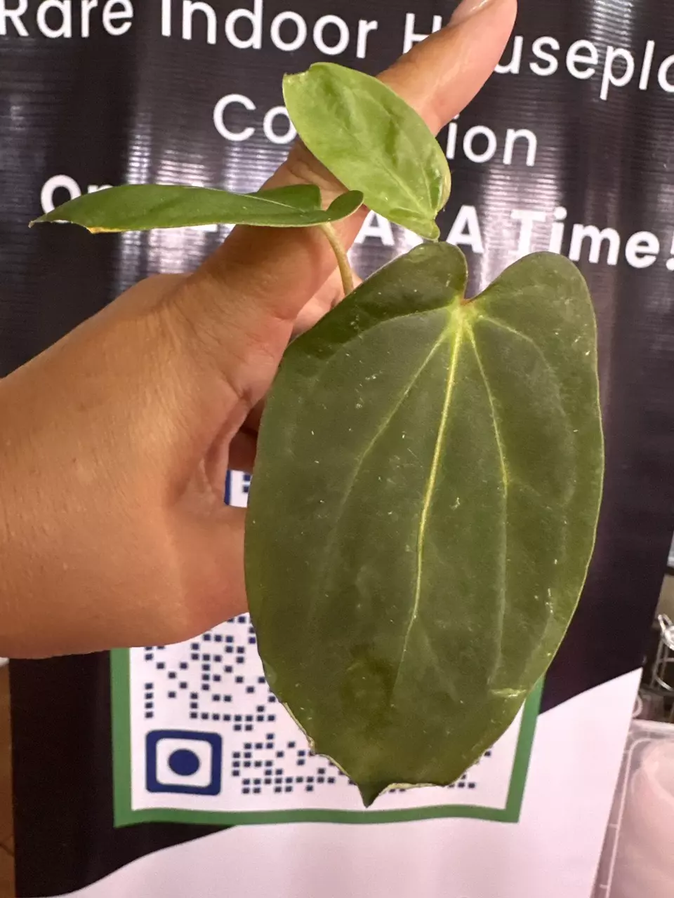 34. Anthurium FS/RL x BVEP x Red Mag x BVEP thumbnail