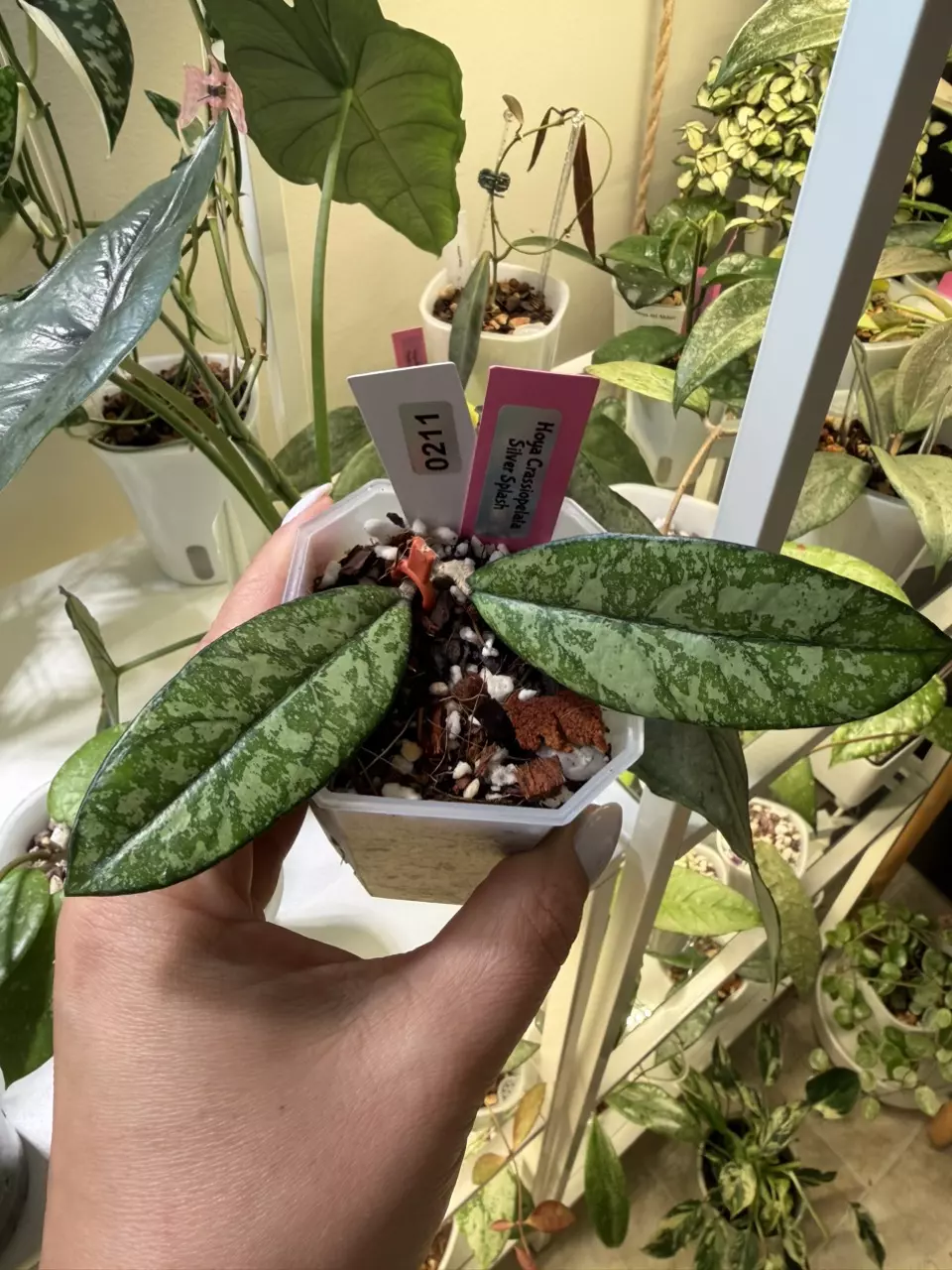 0211 Hoya Crassiopelata silver splash Vietnam thumbnail