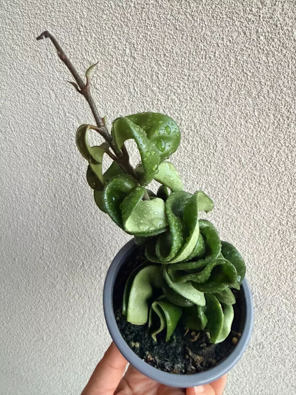 Hindu Rope Hoya thumbnail