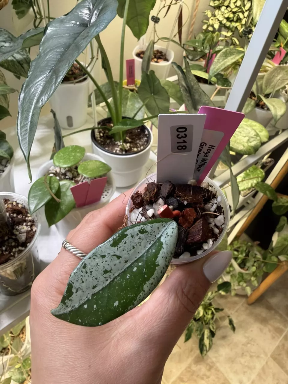 0318 Hoya Wilbur Graves China 🇨🇳 thumbnail