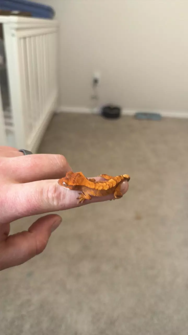 baby1 bright Red thumbnail