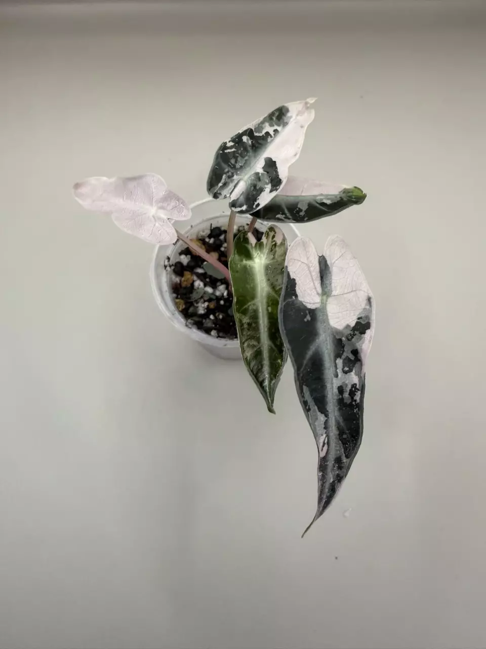 Alocasia Pink Bambino thumbnail