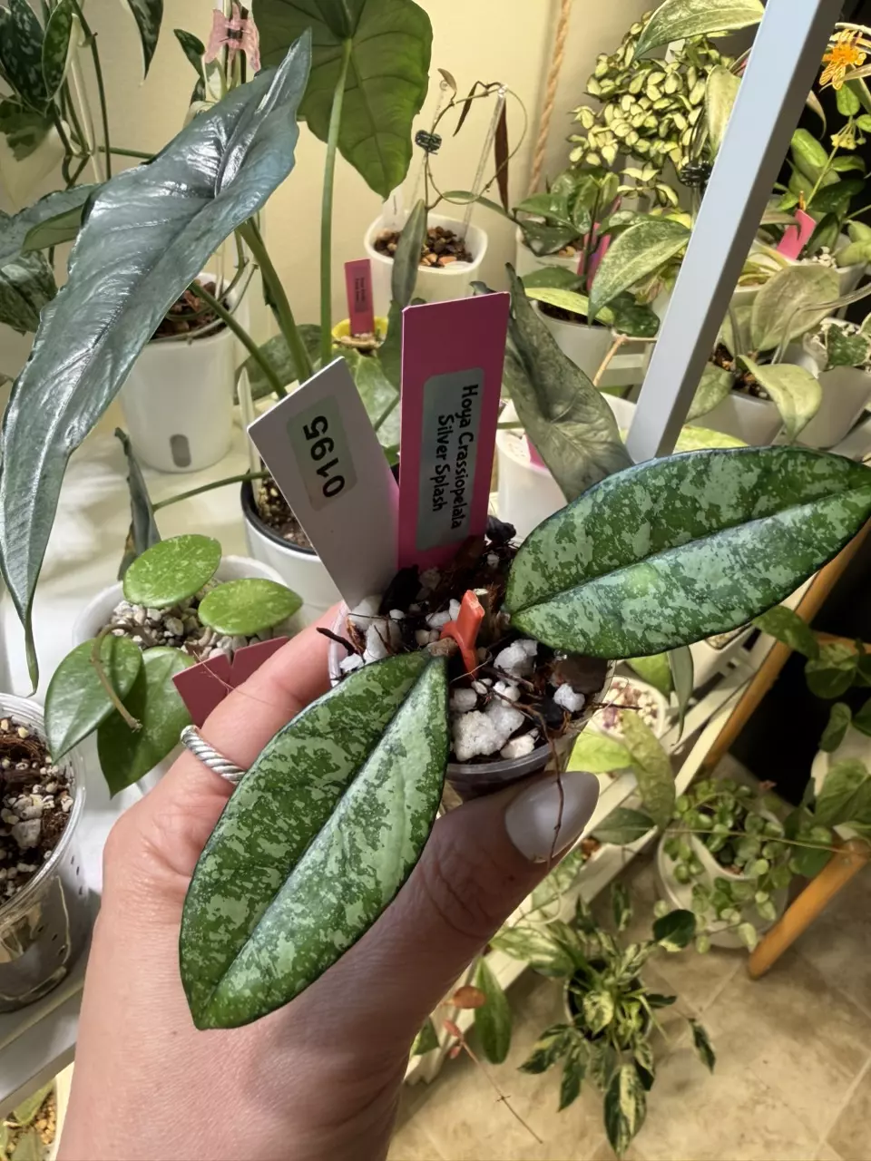 0195 Hoya Crassiopelata silver splash Vietnam thumbnail