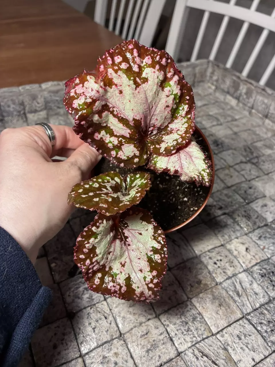 Space Fairy thumbnail