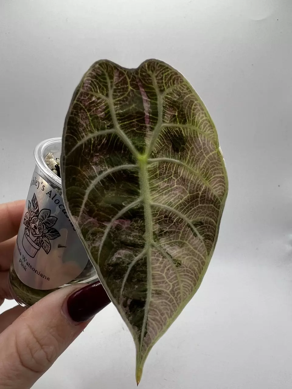 Alocasia Watsoniana Pink thumbnail