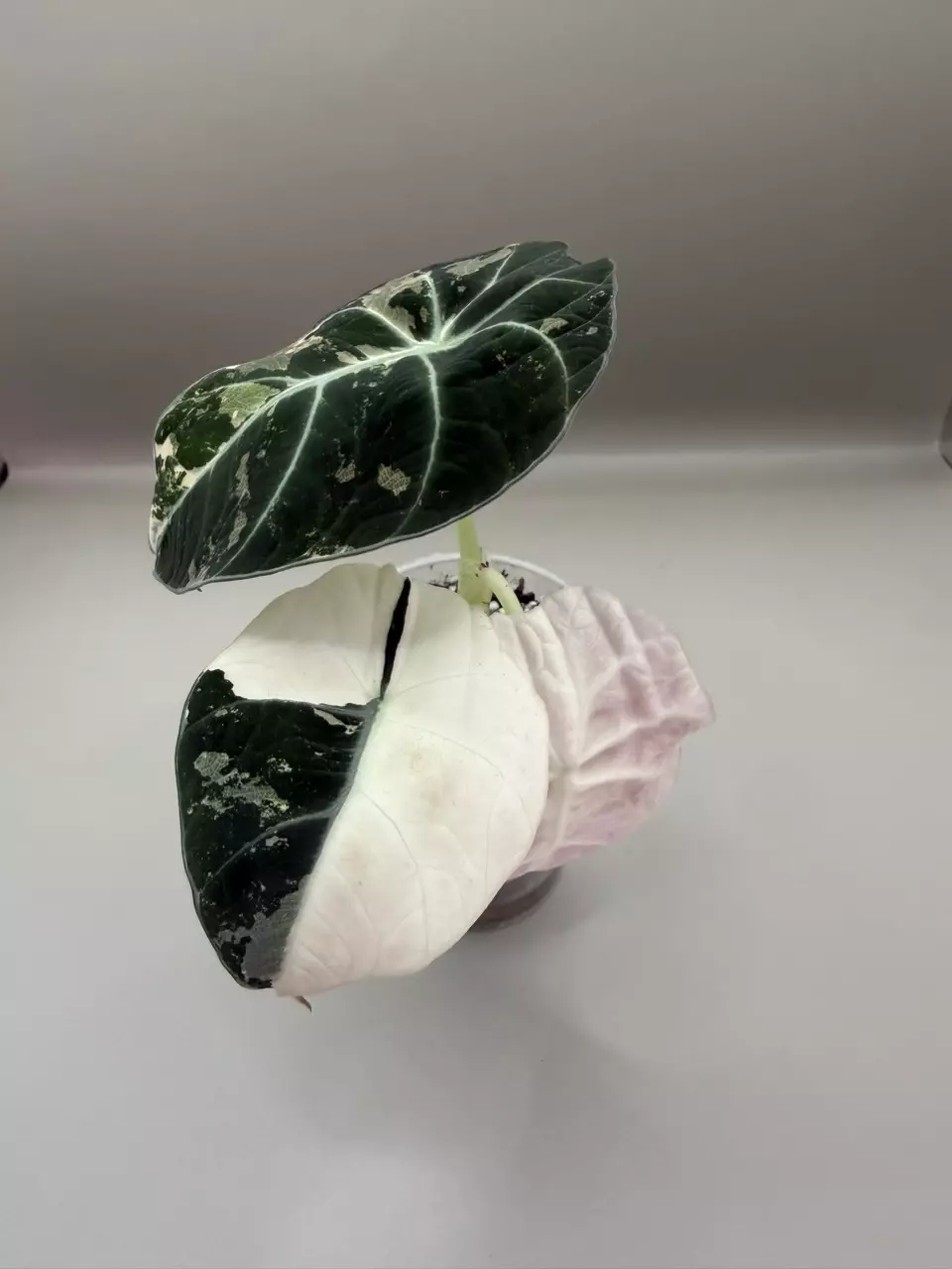 Alocasia Pink Black Velvet thumbnail