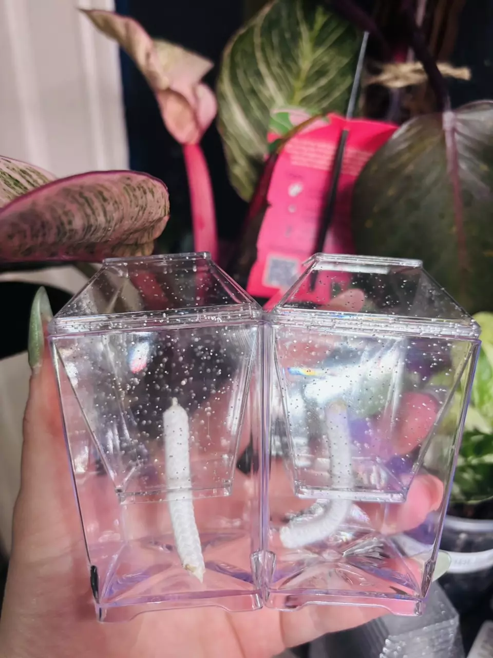 Glitter Corm Cups 2/$5 thumbnail