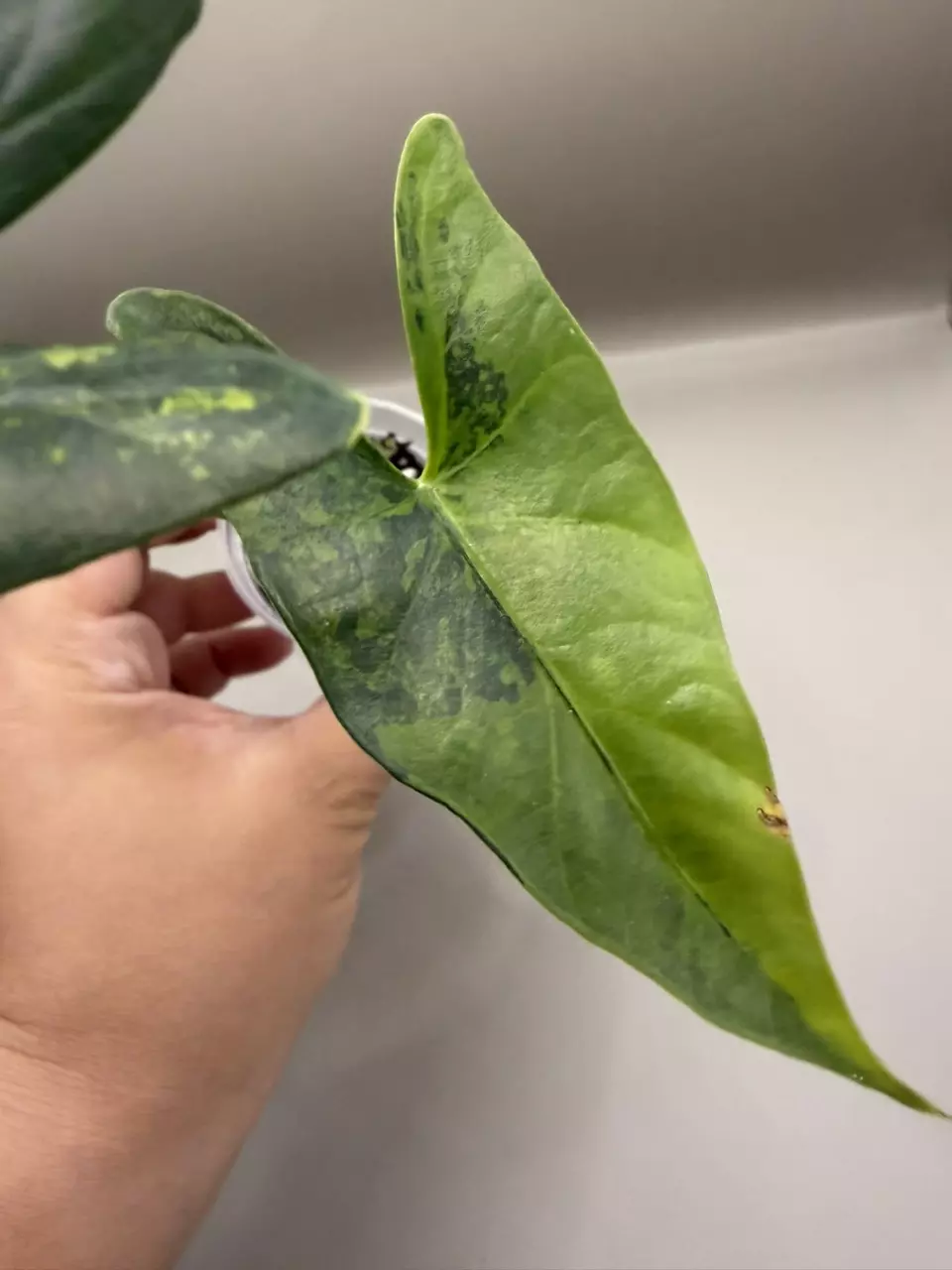 Alocasia Simpo Aurea thumbnail