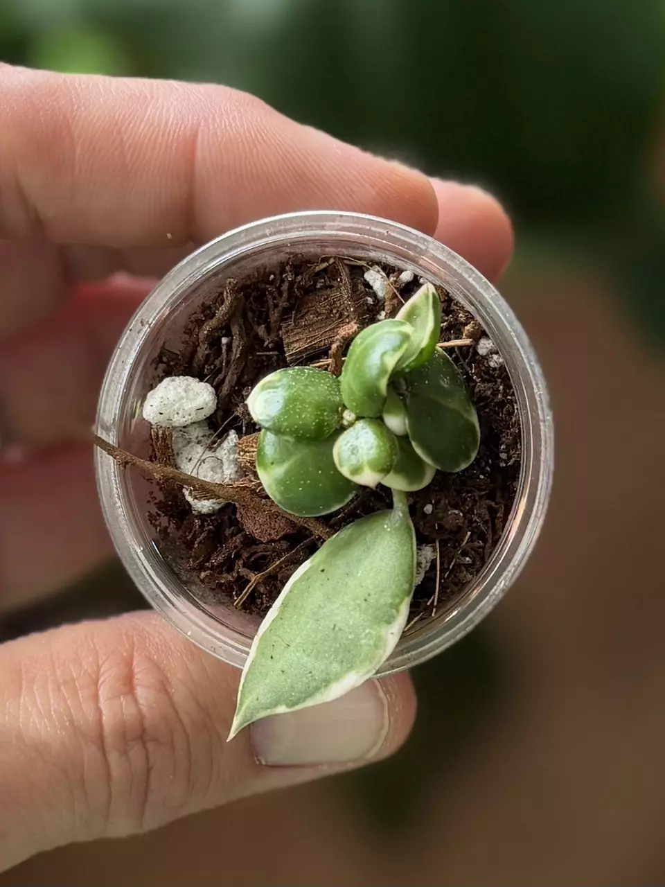 H. Lacunosa outer var thumbnail