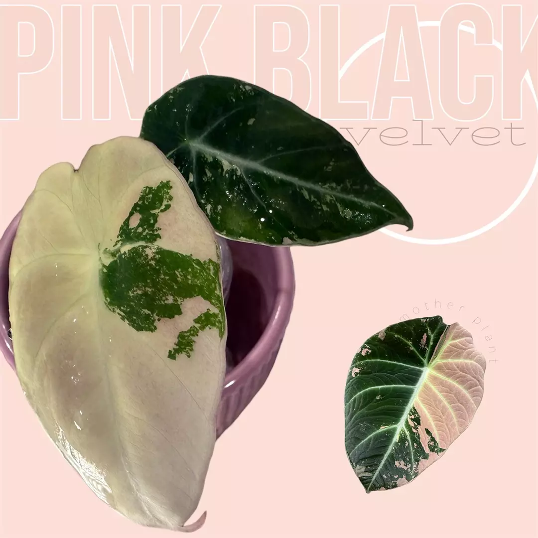 Pink black velvet - pb velvet - rare variegated alocasia thumbnail
