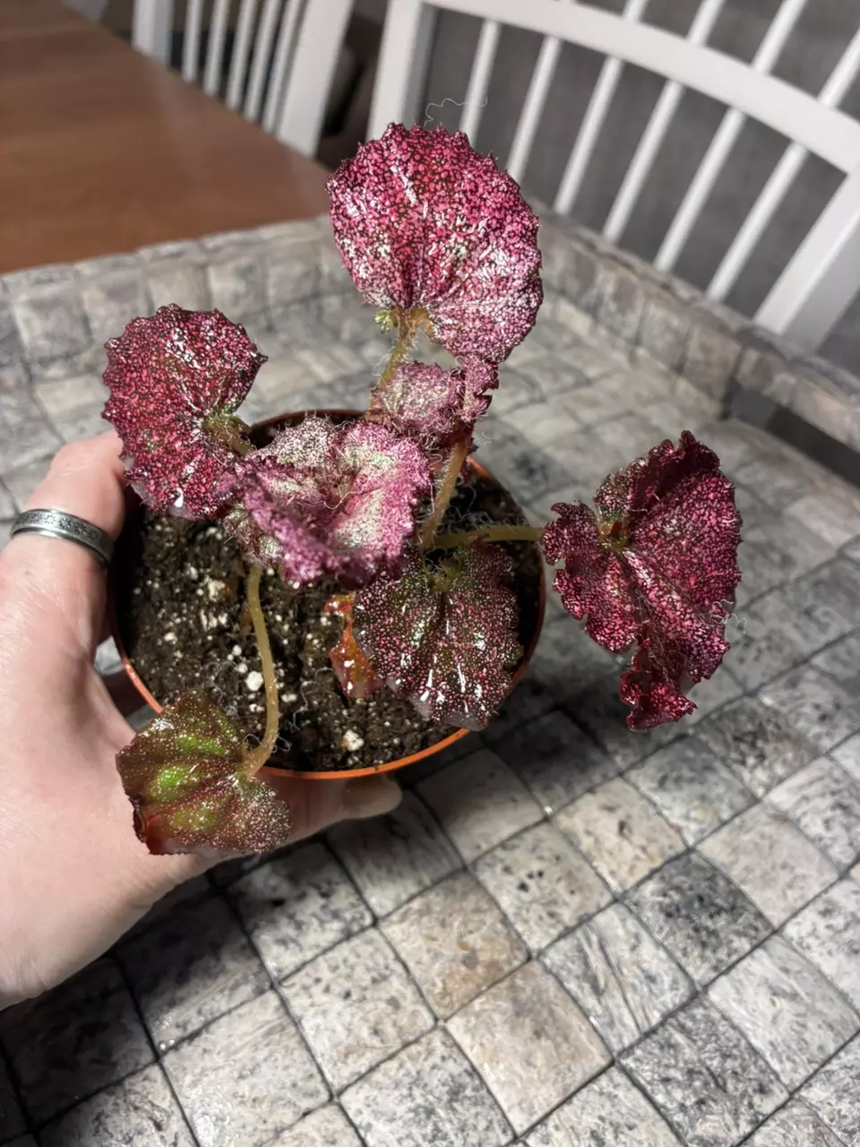 Harmony’s Moody Mauve thumbnail