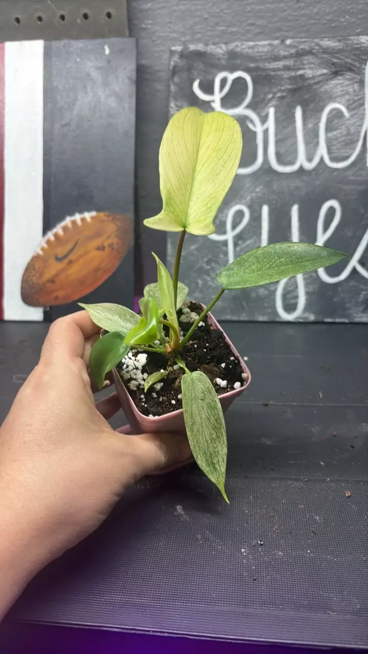 Florida Ghost Mint thumbnail