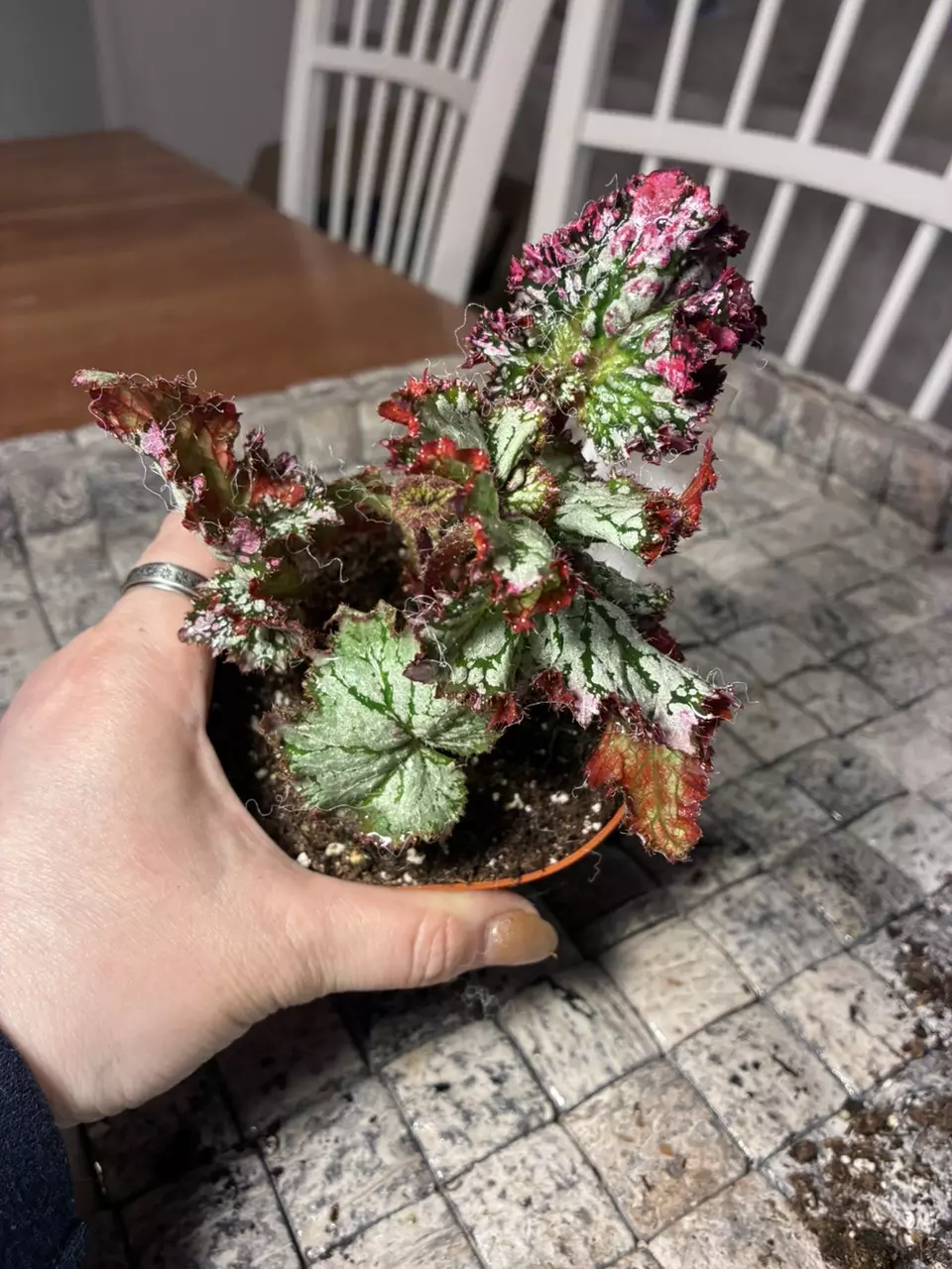 Harmony’s Confetti thumbnail