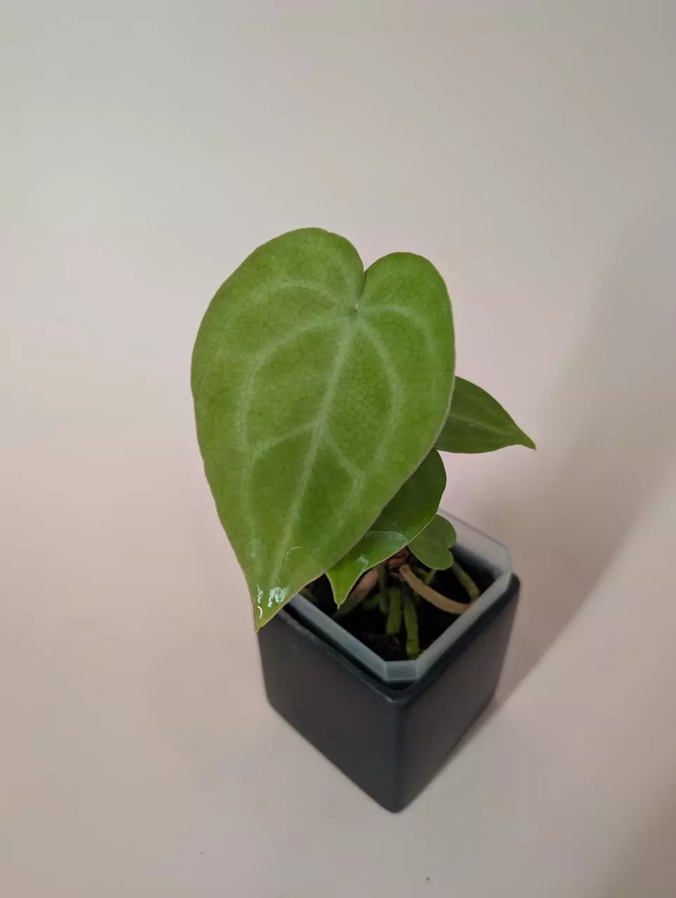 King of Clarinervium x Delta Force - TAP HERE FOR DETAILS thumbnail