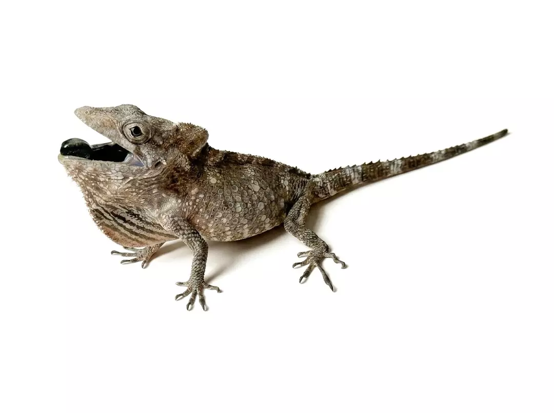 Cuban false chameleons (babies) thumbnail