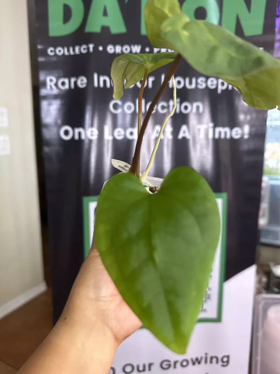 35. Anthurium (Pap x AOS) x Dark Form thumbnail