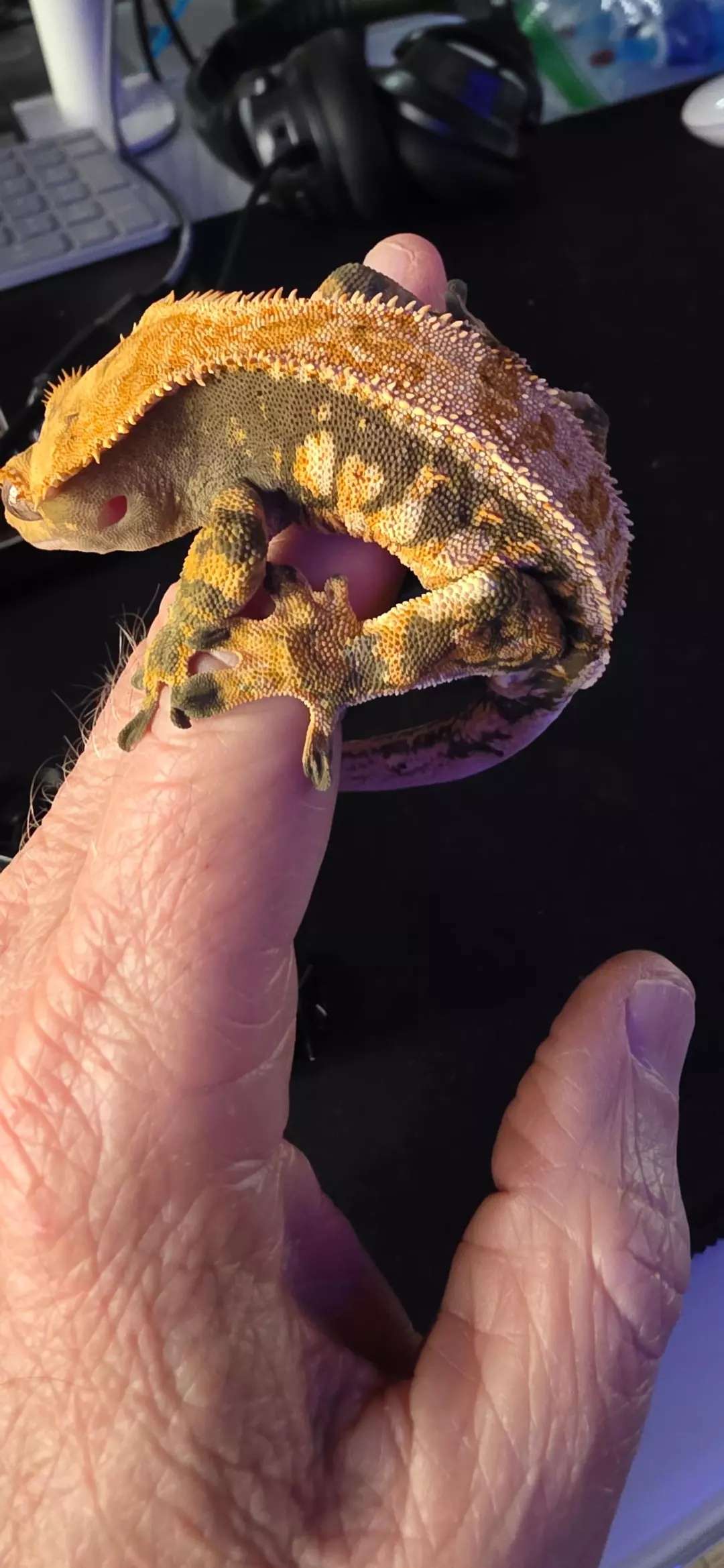 SUNKIST - Orange Tri Full Pin - rtb male thumbnail