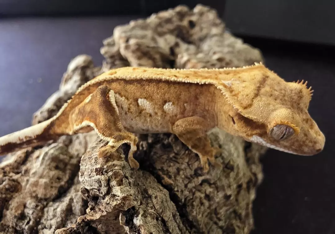 HQ52 - Yellow Full pin- npv 7g thumbnail