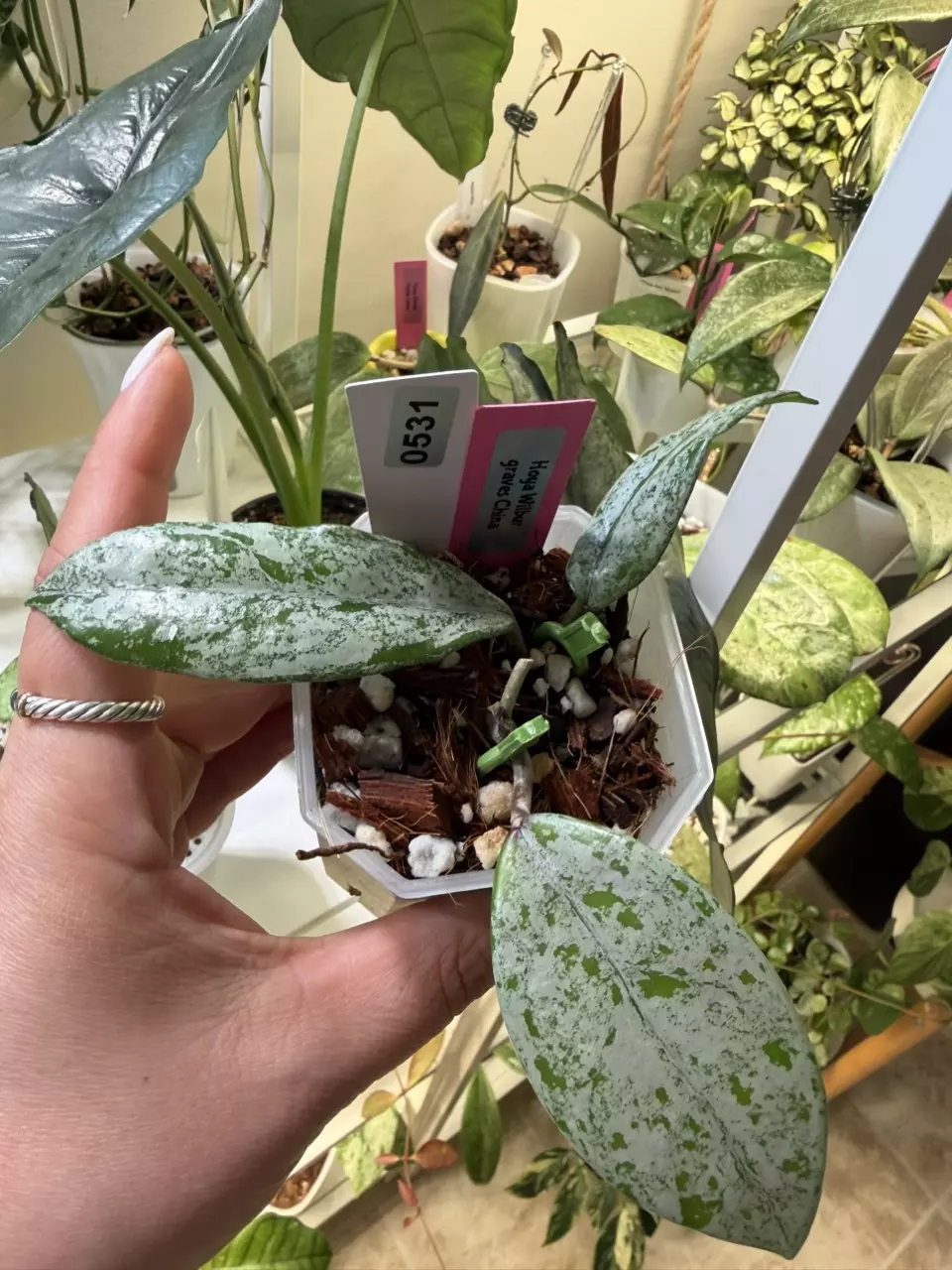 0531 Hoya Wilbur Graves China 🇨🇳 thumbnail