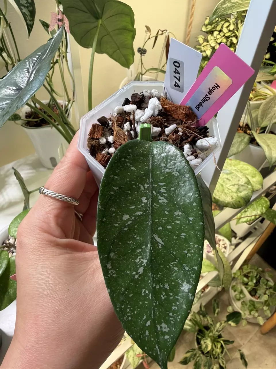 0474 Hoya Starry Night thumbnail